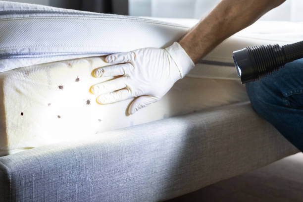 Reliable Buckingham, FL Pest Control Solutions