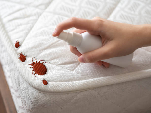 Best Spider Control Near Me  in Buckingham, FL