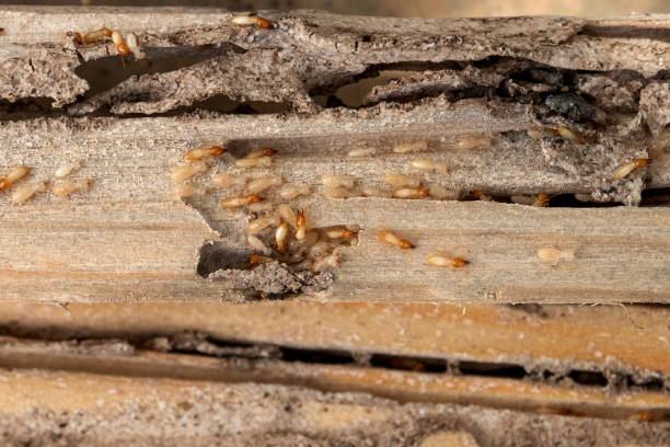 Best Pest Inspection Near Me  in Buckingham, FL